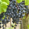 The Major Role of Minor Grapes