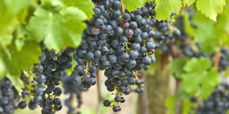The Major Role of Minor Grapes