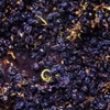 Interview: Perspectives on Whole-Cluster Fermentation