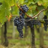 Merlot: Rise, Demise, Rebirth