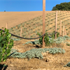 The Function &amp; Future of Rootstocks