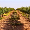 Emerging American Wine Regions: Part 1