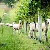 white sheep standing under vines