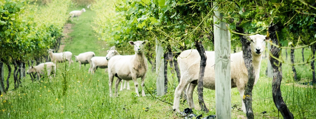 white sheep standing under vines