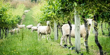 Reappraising Sustainability: From Claims to Proof