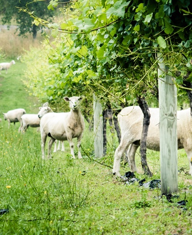 Reappraising Sustainability: From Claims to Proof
