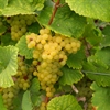 An Introduction to Muscat