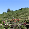 Cabernet Sauvignon in Sonoma