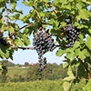 A Refresh of Blaufränkisch: Central Europe’s Great Promise for Red Wine