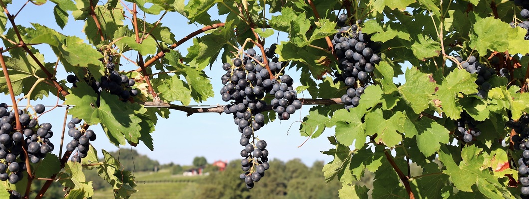 A Refresh of Blaufränkisch: Central Europe’s Great Promise for Red Wine