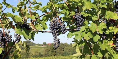 A Refresh of Blaufränkisch: Central Europe’s Great Promise for Red Wine