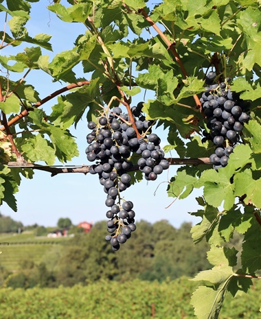A Refresh of Blaufränkisch: Central Europe’s Great Promise for Red Wine