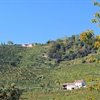 Cartizze: Prosecco’s Peculiar Grand Cru