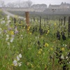 March rain falls on the now organic vineyards of Château d'Yquem