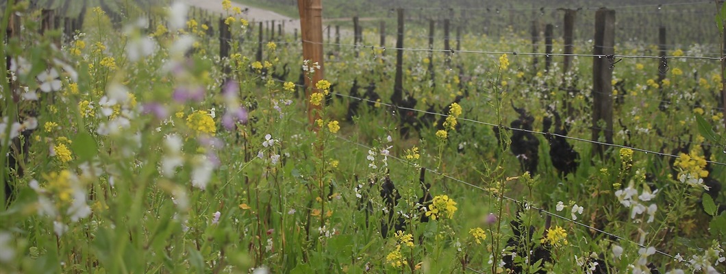 March rain falls on the now organic vineyards of Château d'Yquem
