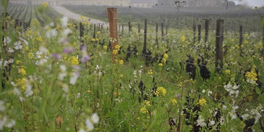 What Makes a Modern Sauternes?