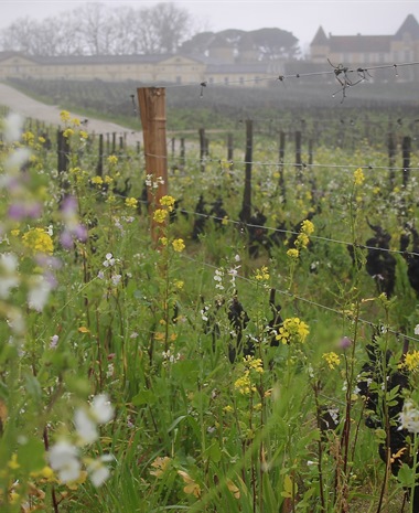 What Makes a Modern Sauternes?