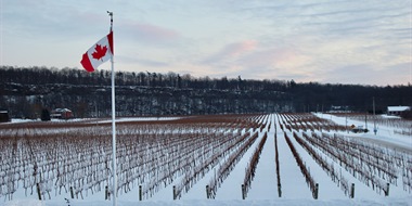 The Time Has Come for Ontario Wine: Can It Meet the Moment?