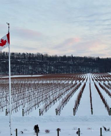 The Time Has Come for Ontario Wine: Can It Meet the Moment?