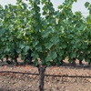Canopy Management in Napa &amp; the Finger Lakes