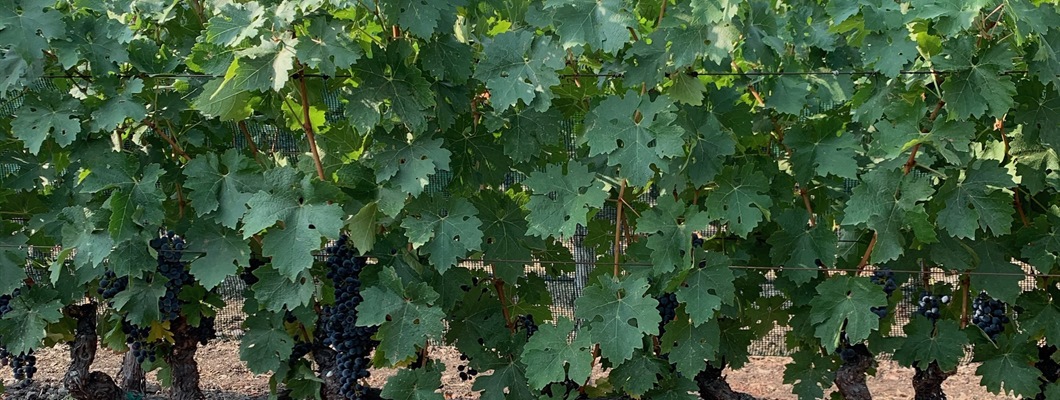 Canopy Management in Napa &amp; the Finger Lakes
