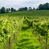 Viticulture in Great Britain
