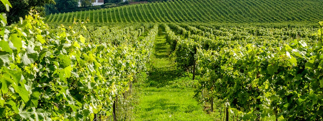 Viticulture in Great Britain