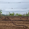 A Cultural Exploration of Wine in China