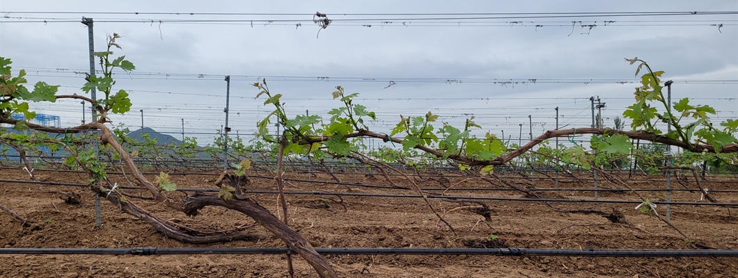 A Cultural Exploration of Wine in China