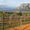 Cabernet Sauvignon in Stellenbosch
