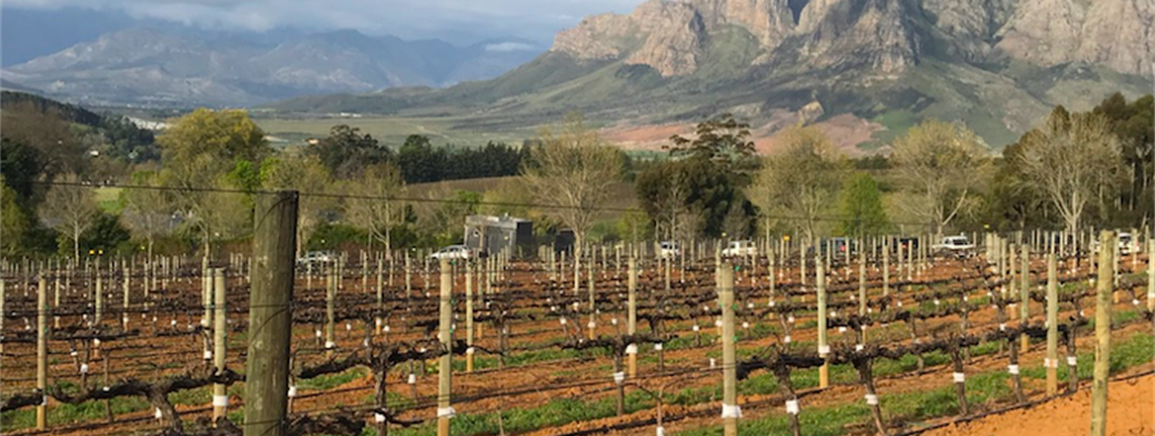 Cabernet Sauvignon in Stellenbosch