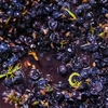 The Role of pH in Winemaking
