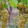 Flagship Grapes in Central &amp; Eastern Europe