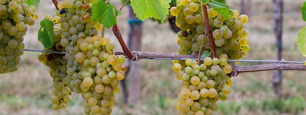 Flagship Grapes in Central &amp; Eastern Europe