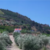 The Next Big Thing for Greek Wine