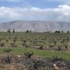 Evaluating the Impact of Old Vines