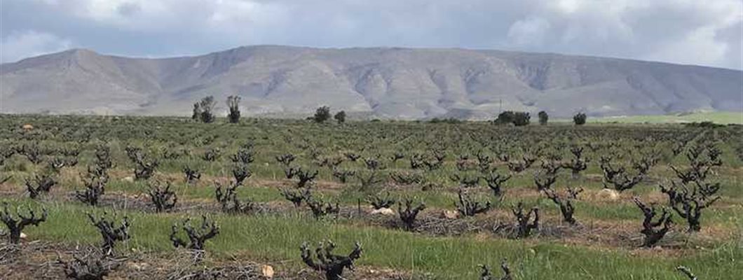 Evaluating the Impact of Old Vines