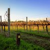 McLaren Vale’s Grenache Renaissance