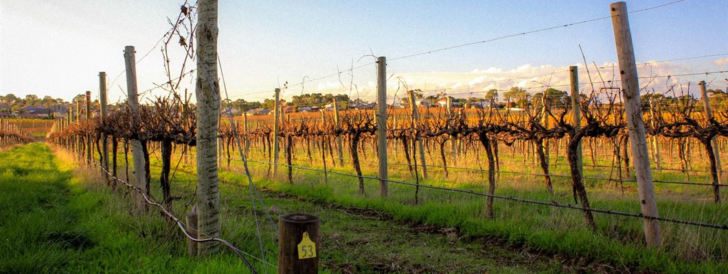 McLaren Vale’s Grenache Renaissance
