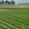 Vineyard Factors Influencing Rootstock Selection