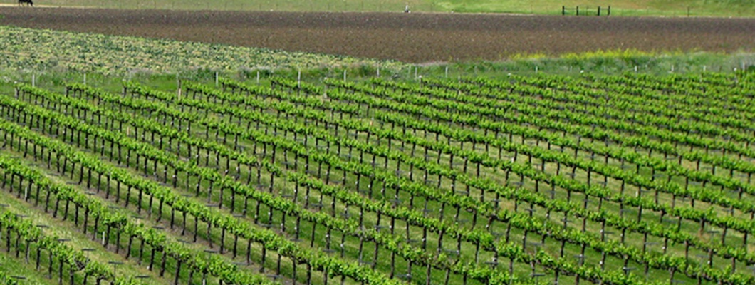 Vineyard Factors Influencing Rootstock Selection
