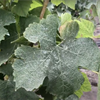 An Introduction to Sulfur