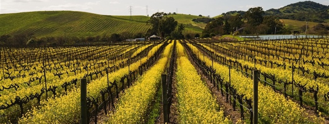 Staff Training: Sonoma