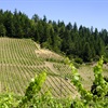 Producer Profiles: CA Pinot Noir