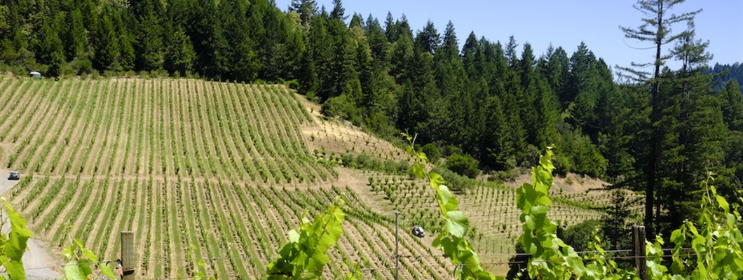 Producer Profiles: CA Pinot Noir