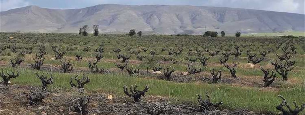 MW Essay: Old Vines
