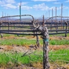 Viticulture Video