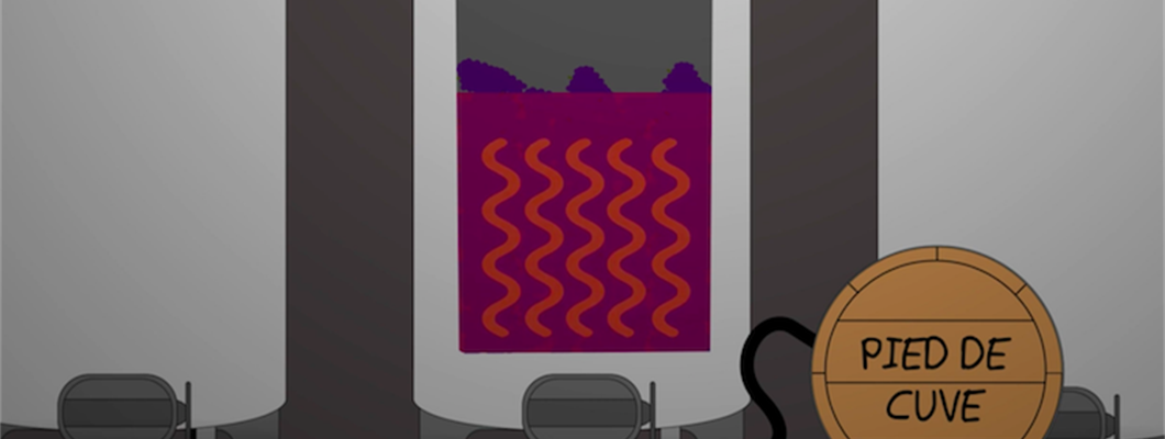 Carbonic Maceration Video Short