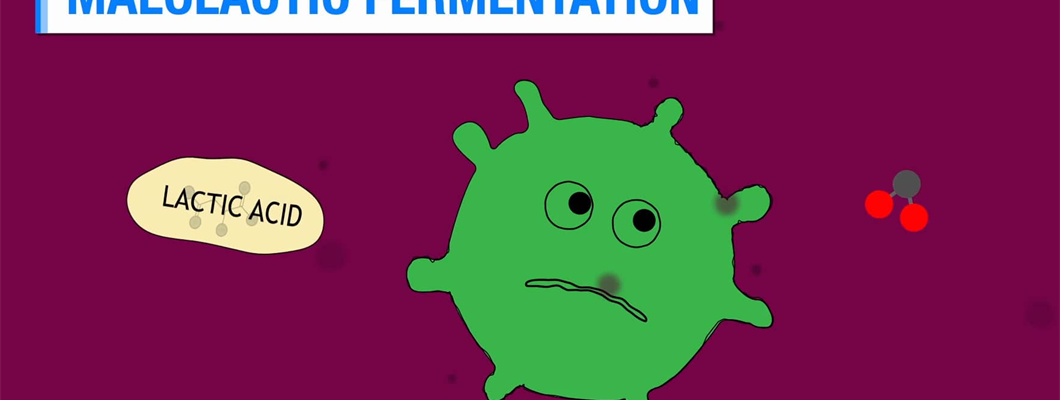 Video: Malolactic