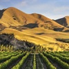 Producer Profiles: New Zealand